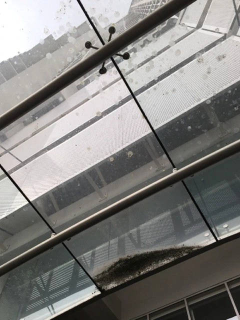 Real cementitious splatter on architectural glass
